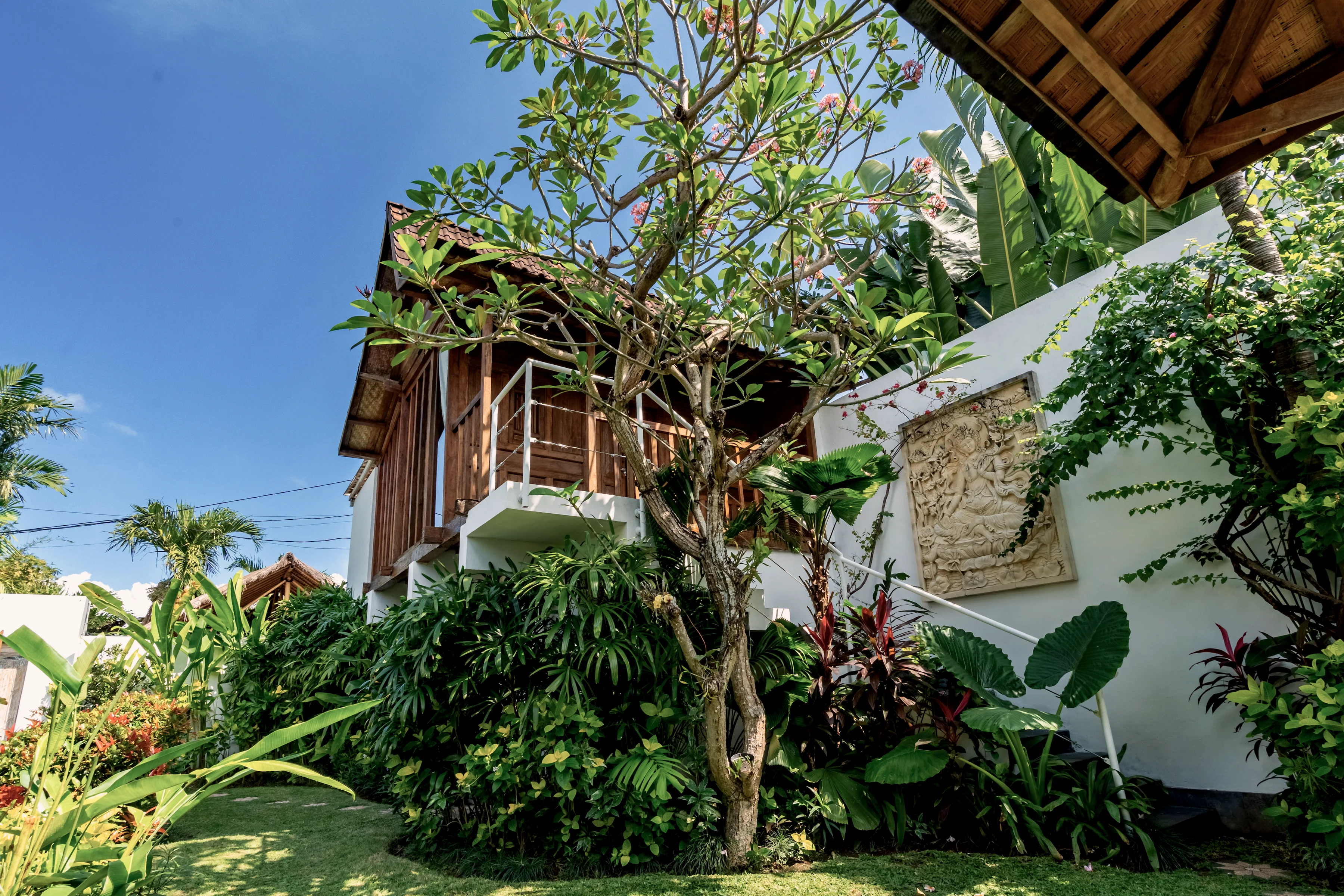 A frangipani tree in the garden beside the timber pavilion